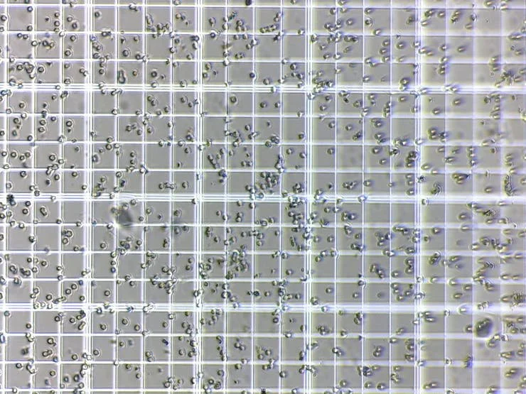 BrewerMicro – DIY microscope for counting yeast