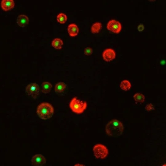Harnessing cytosine DNA hypomethylation to explore the potential for crop improvement in wheat