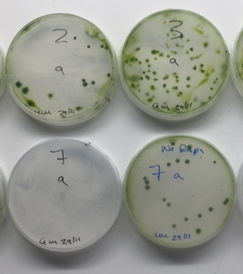 Site-directed integration of transgenes into the nuclear genome of plants using CRISPR/Cpf1/ssDNA