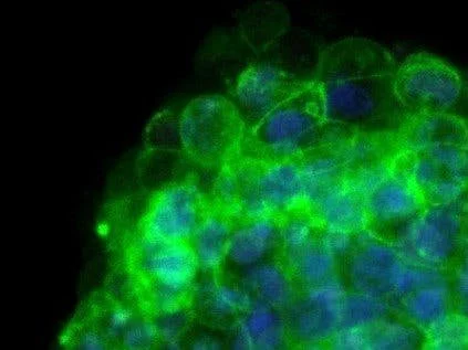 A Device to Study an In Vitro Embryonic Model
