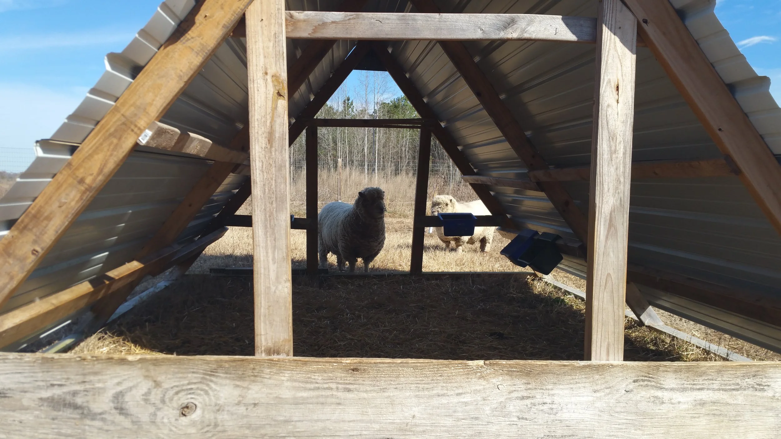 Visiting Golden Eagle Alpaca And Produce Farm Woollyshire Farm