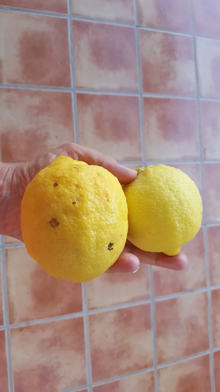Snacka om fina citroner!