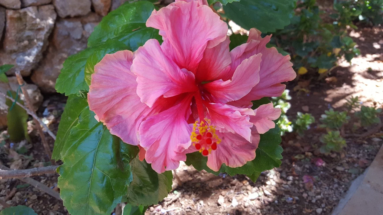 Fantastisk hibiskusblomma