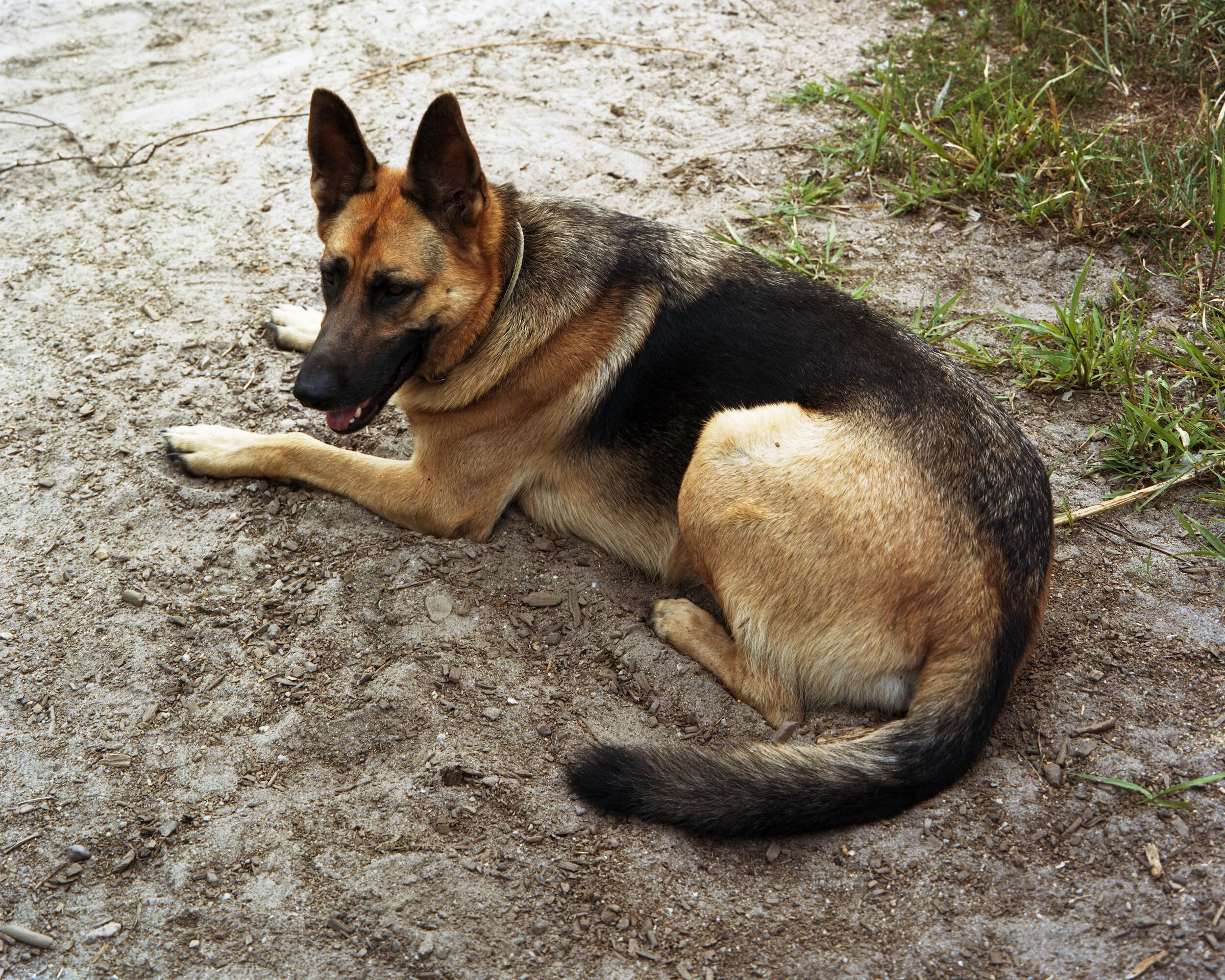 Dog Sams Farm copy.jpg