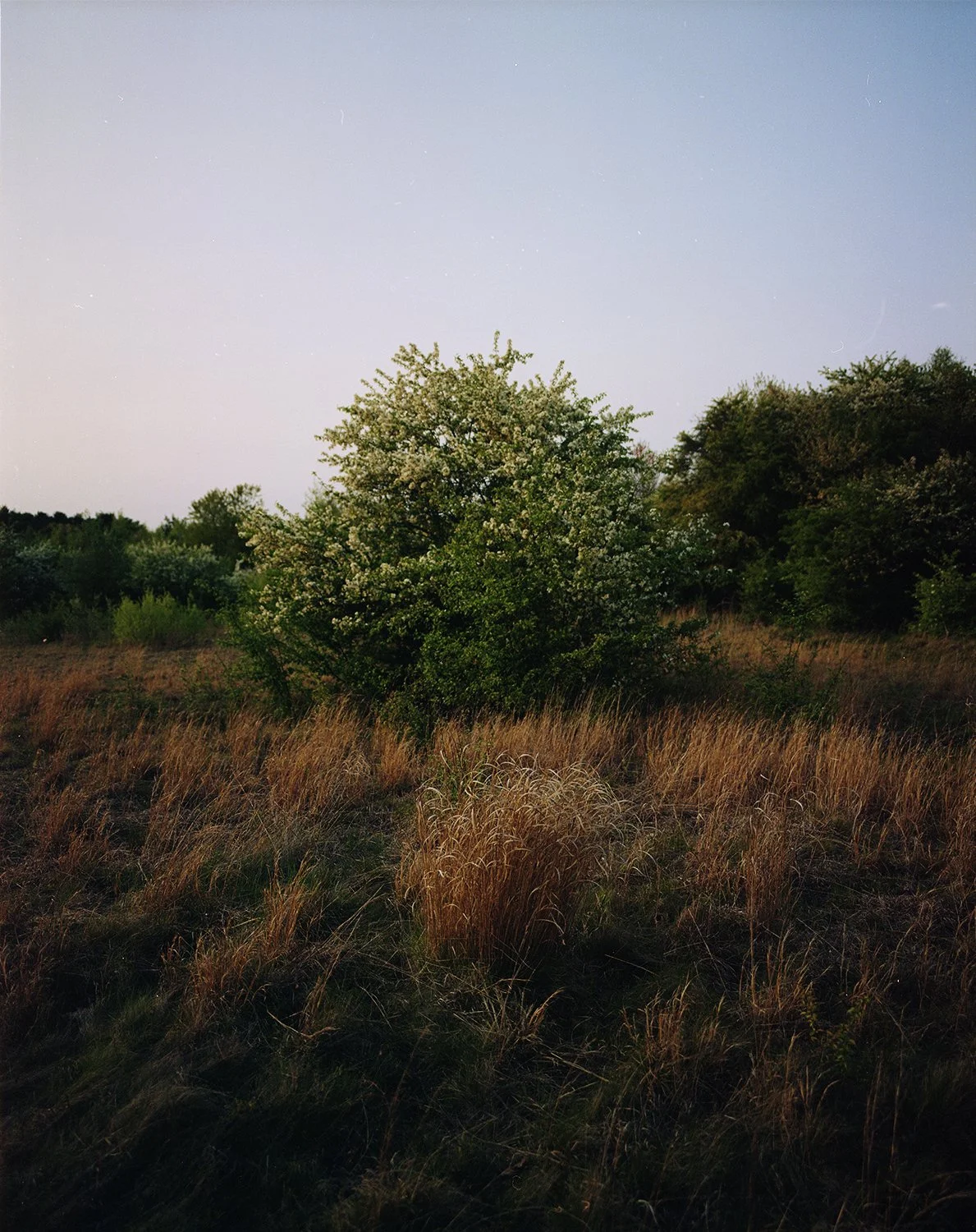 sunset bog tree_summer 2023 (2) copy.jpg