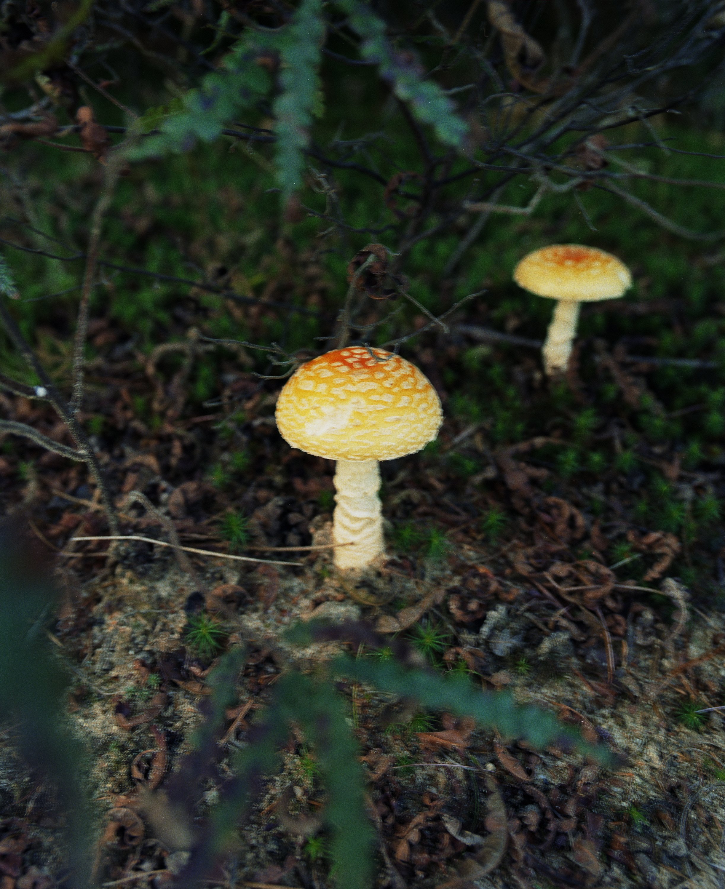 vibrant mushrooms december 2023 (2) copy.jpg