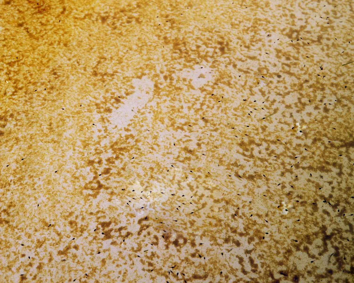 08_Freyer_Petrichor.jpg