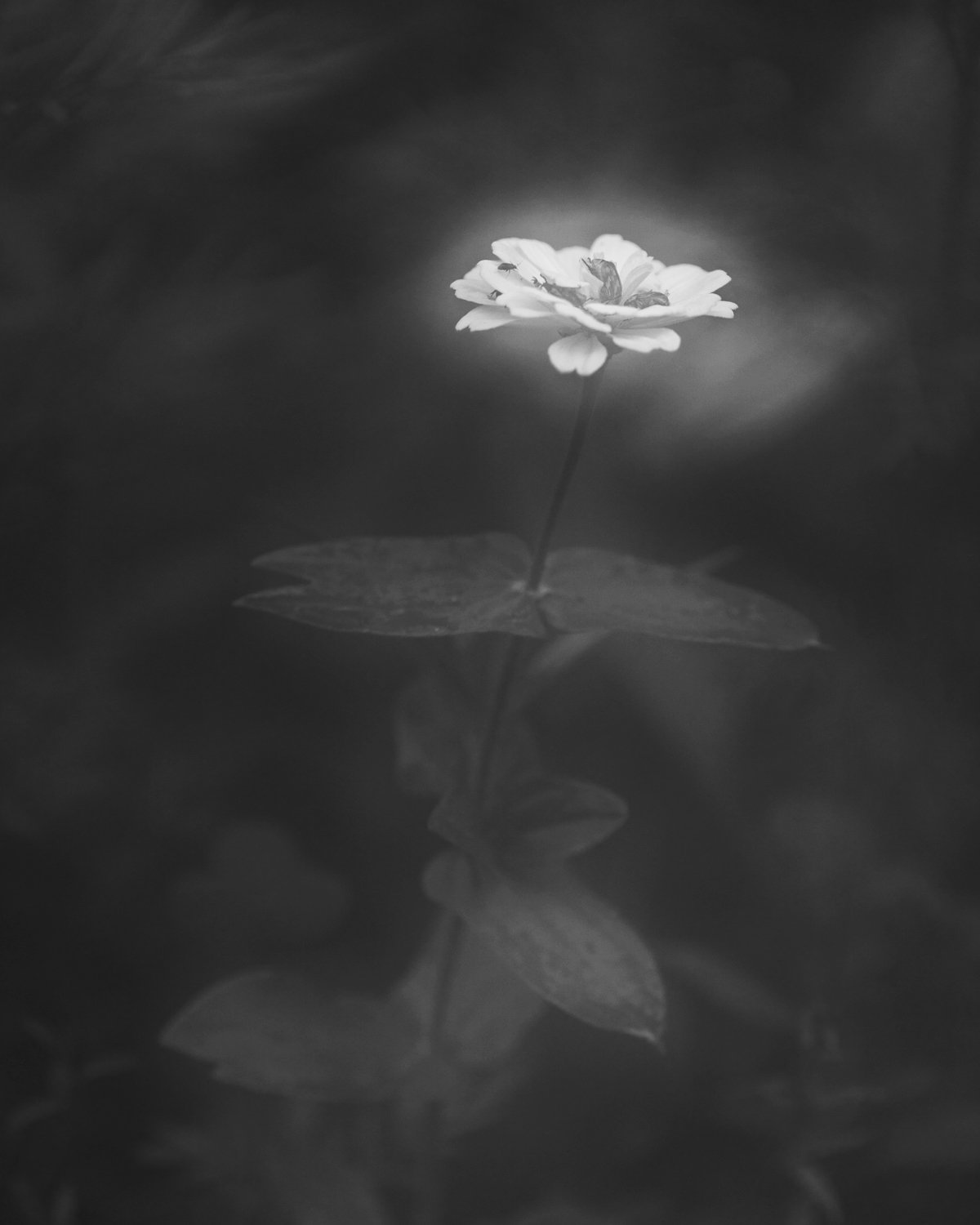 021_Freyer_Petrichor.jpg