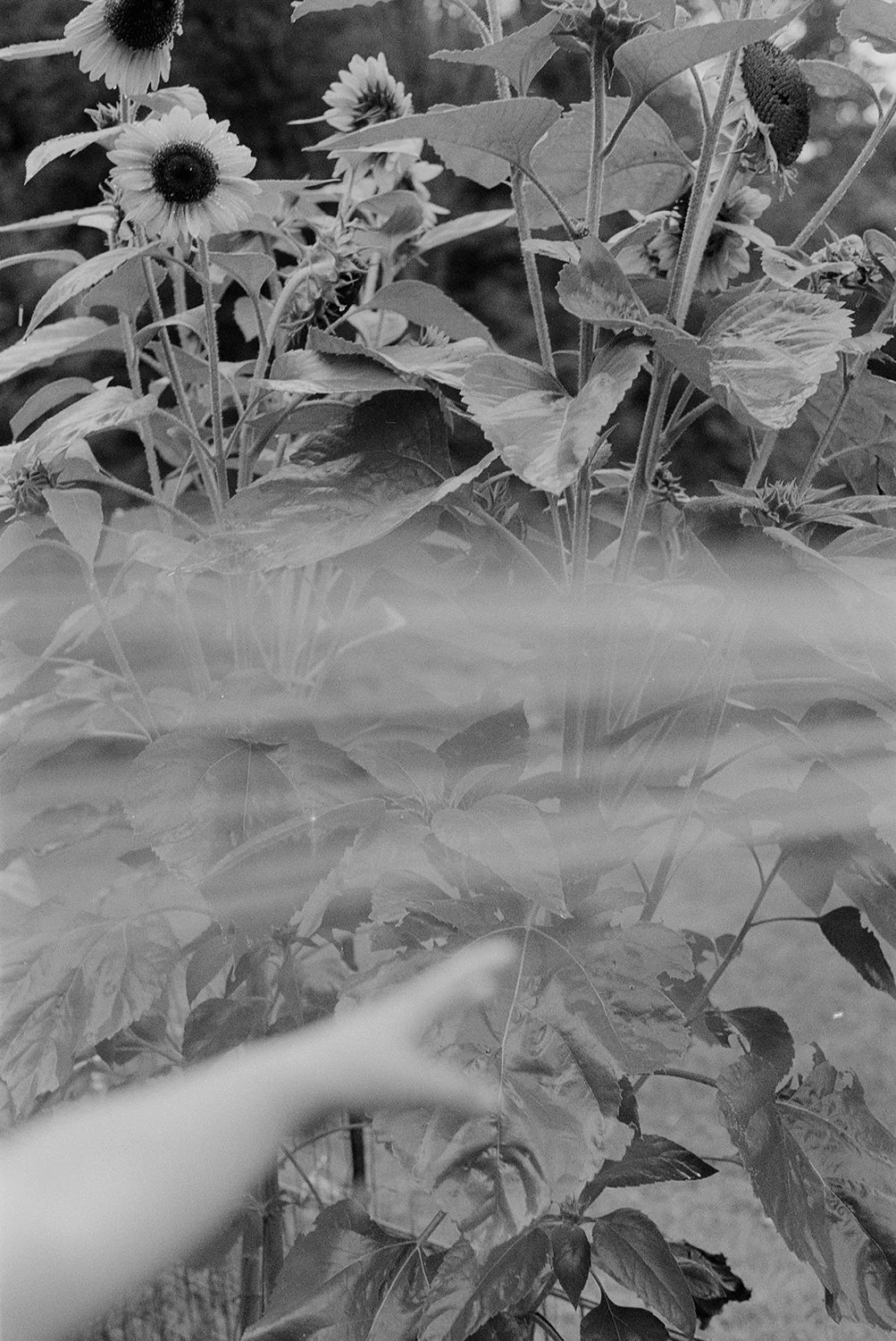 sunflower water baby hand_summer 2023 - August (33) copy.jpg