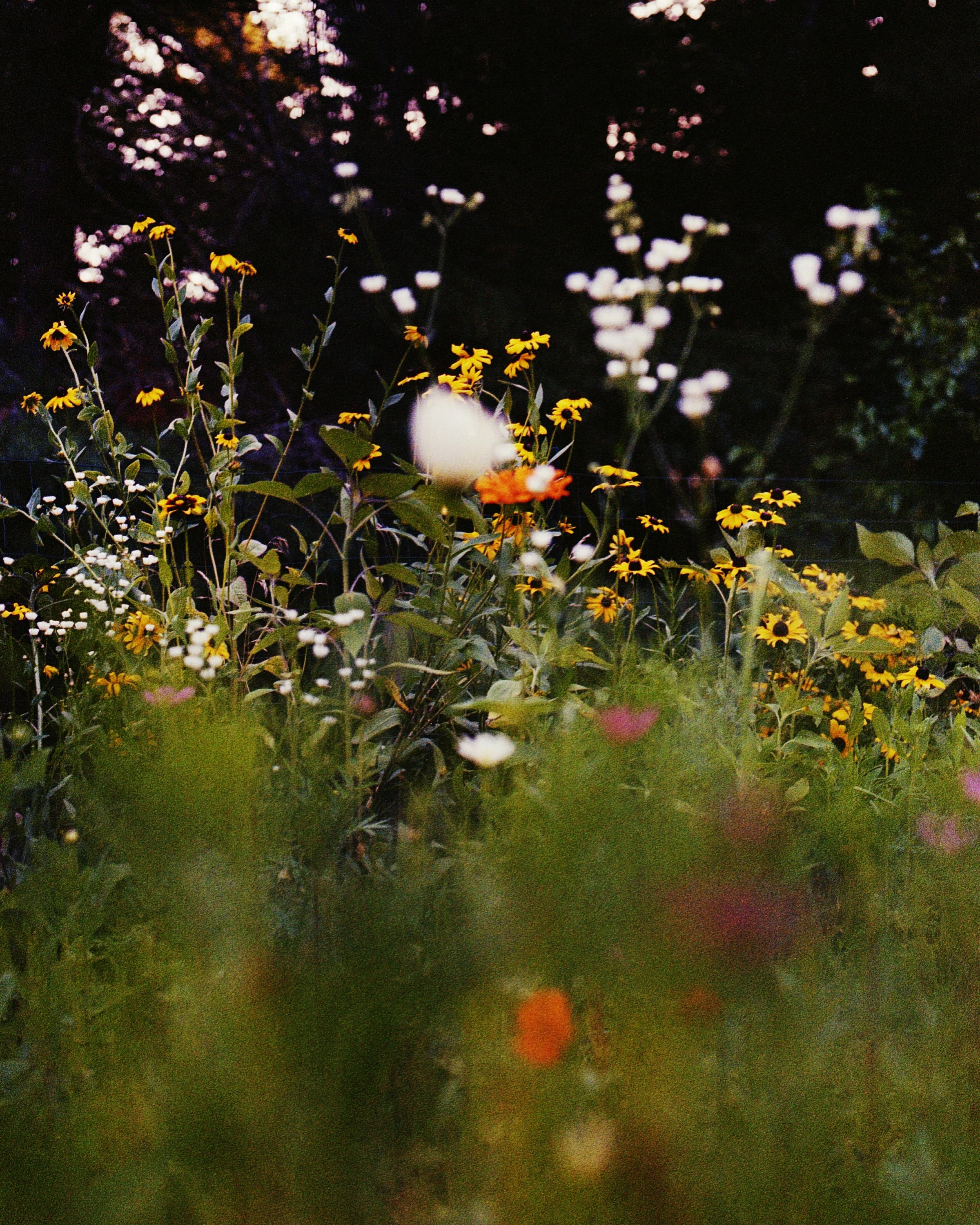 Freyer_Spring Flowers.jpg