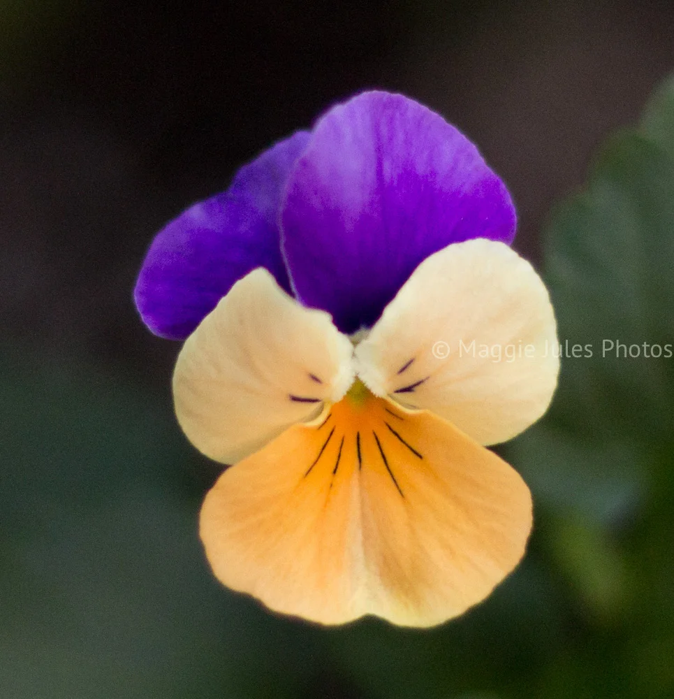 static1.squarespace copy.jpg