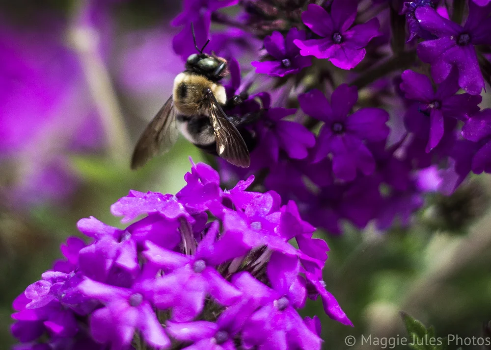 static1.squarespace-6 copy.jpg