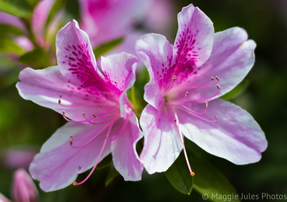 static1.squarespace-9 copy.jpg