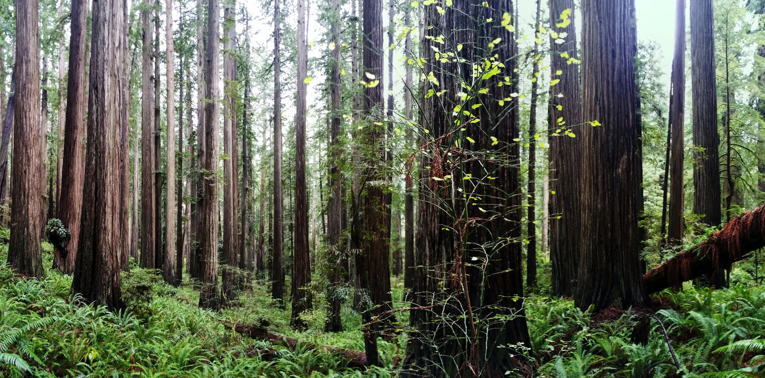Lunch Break Panorama 2.jpg