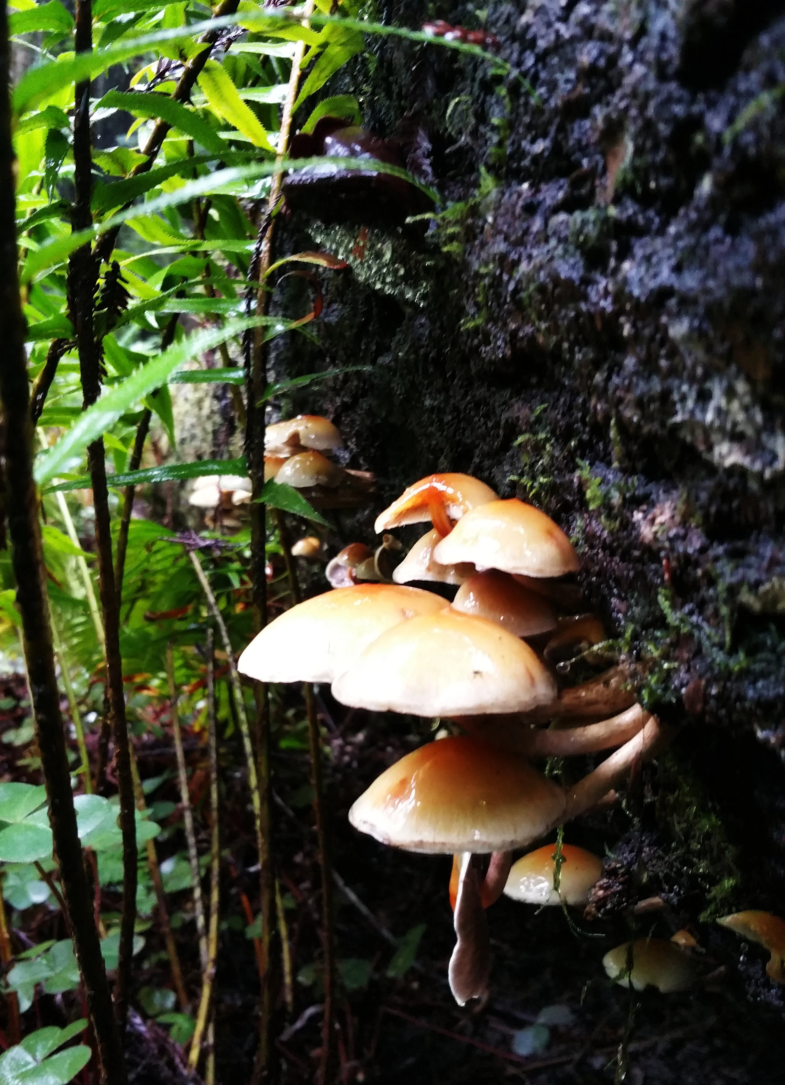 Fungus.jpg