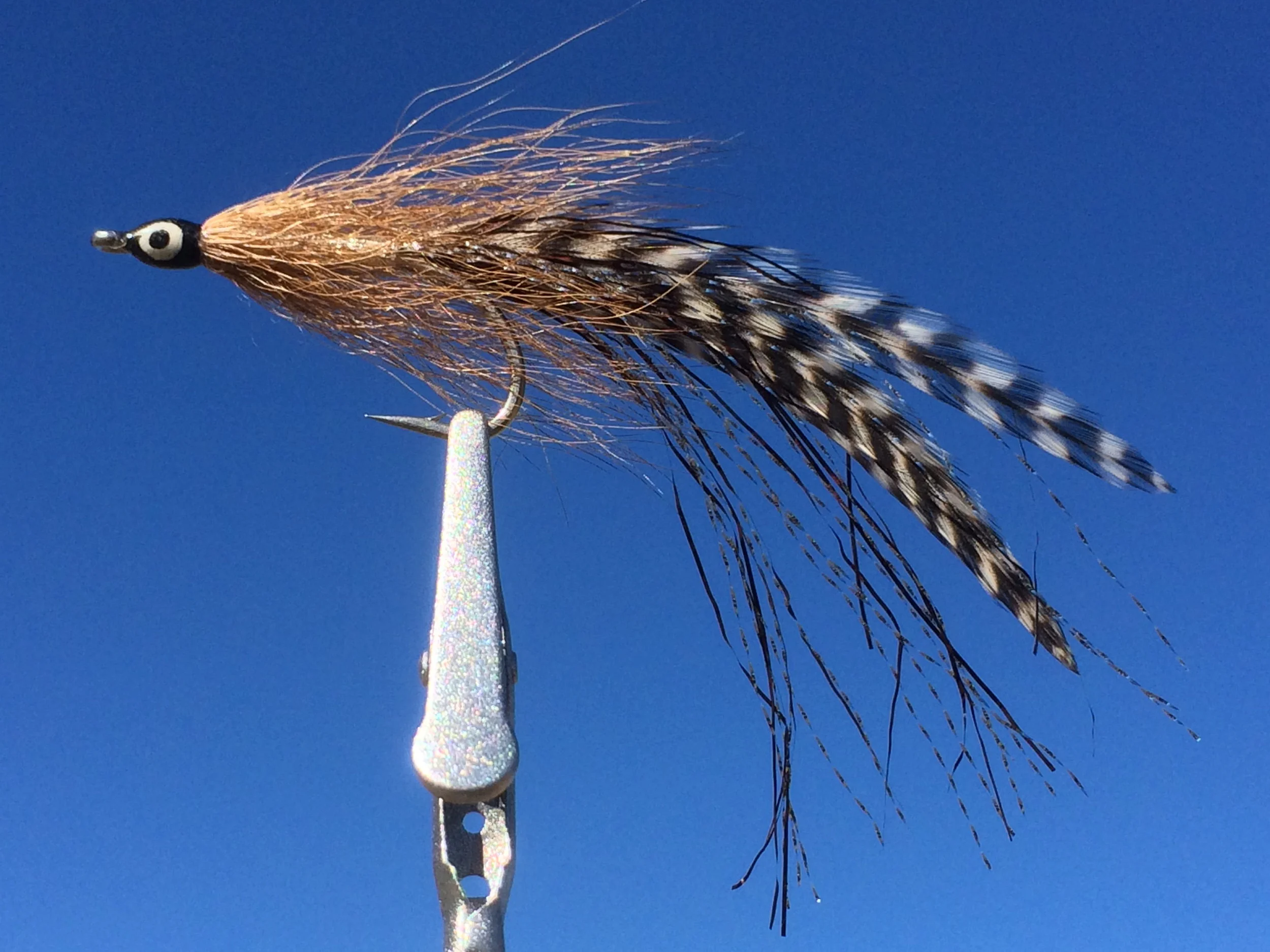 Deceiver Cockroach.JPG