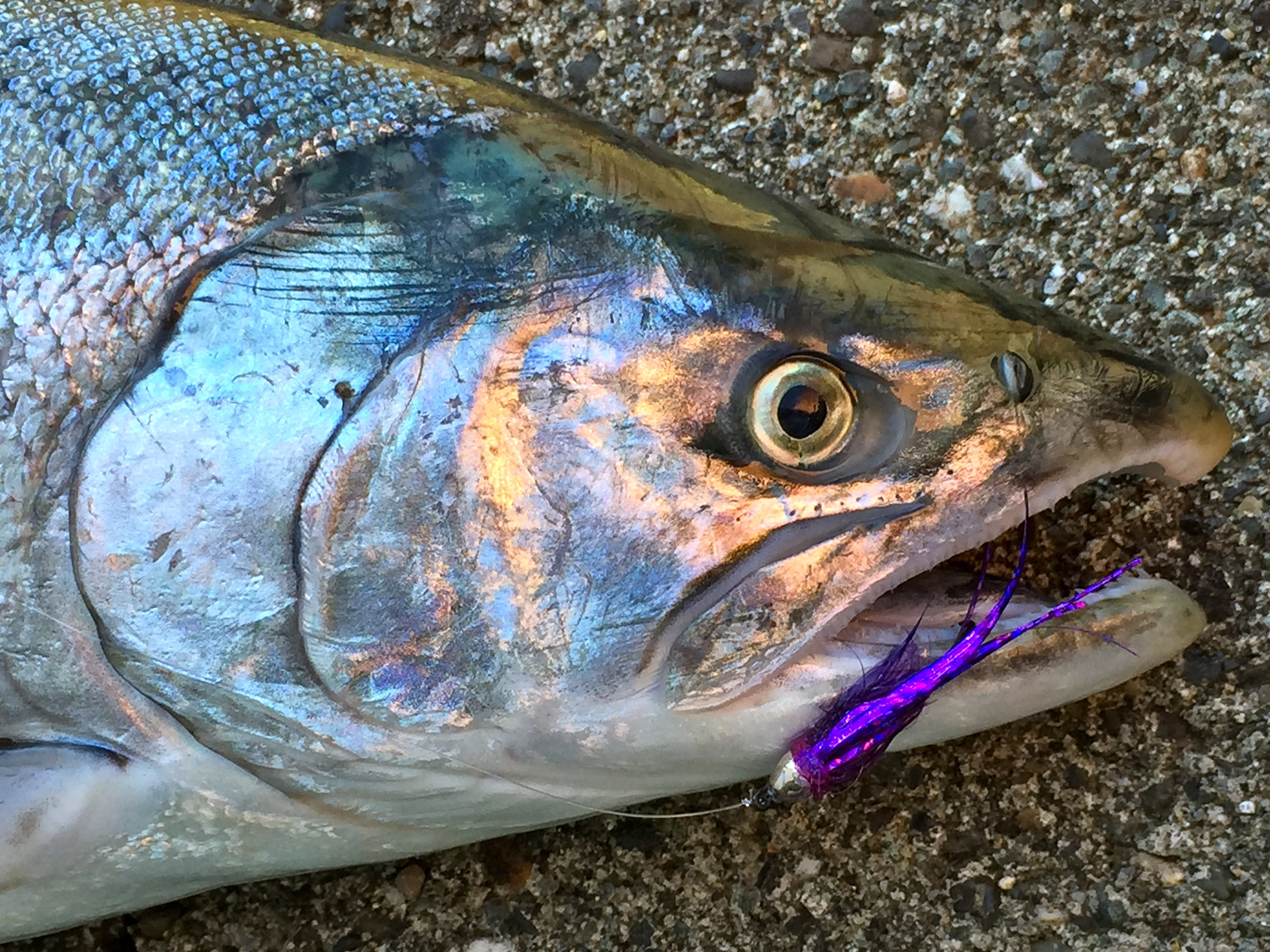 Chrome Magnet Purple