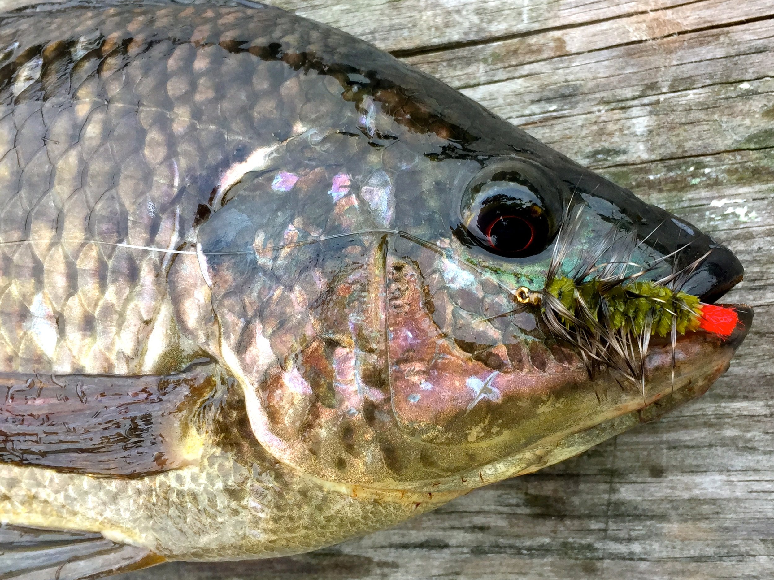 Woolly Worm Olive 2.jpg