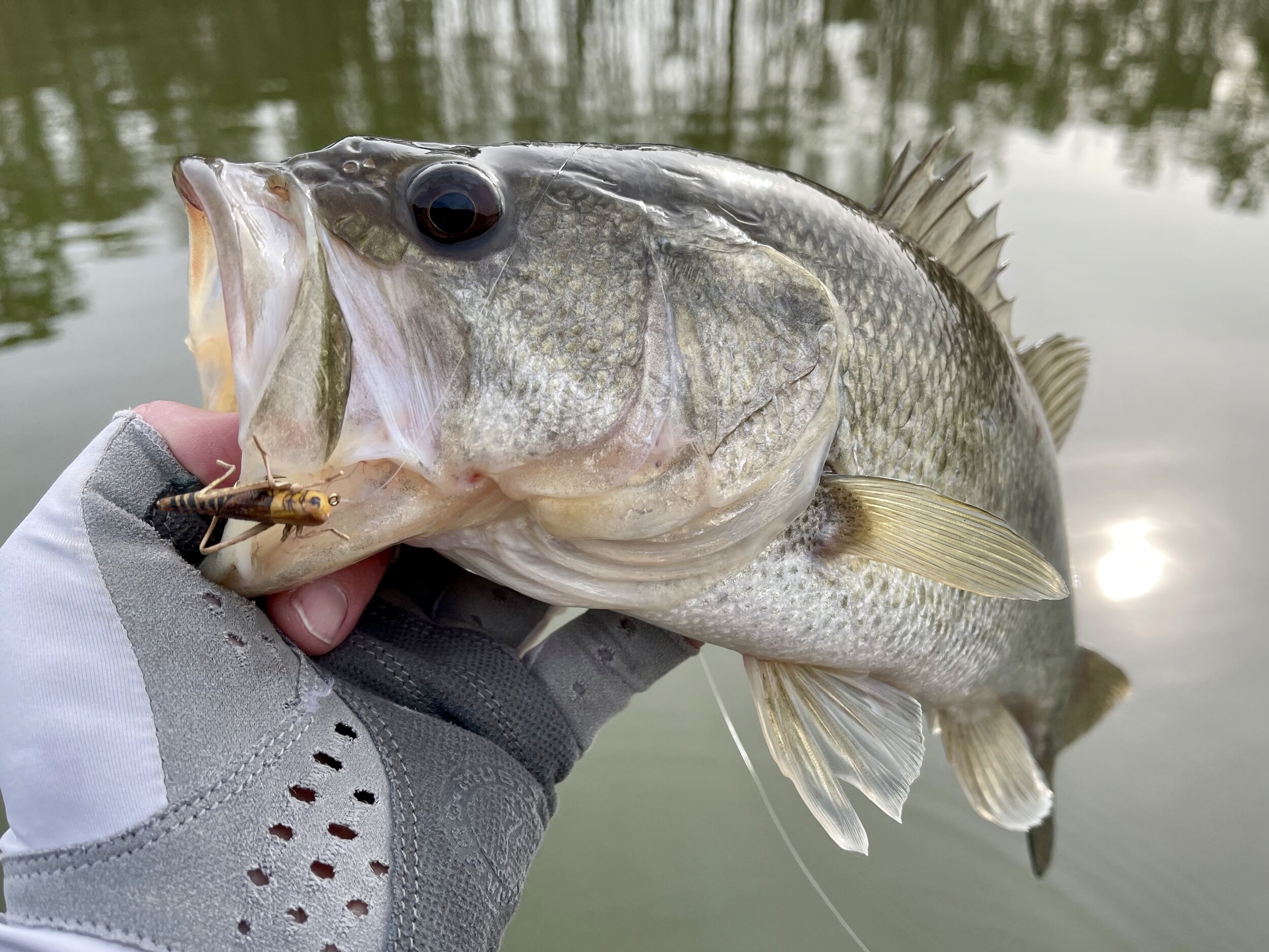 Henry Fly Fishing