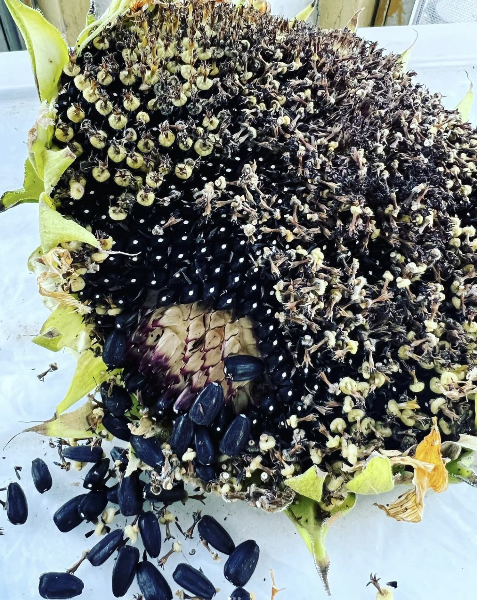 Screenshot 2024-12-13 at 5.43.19 AM.png