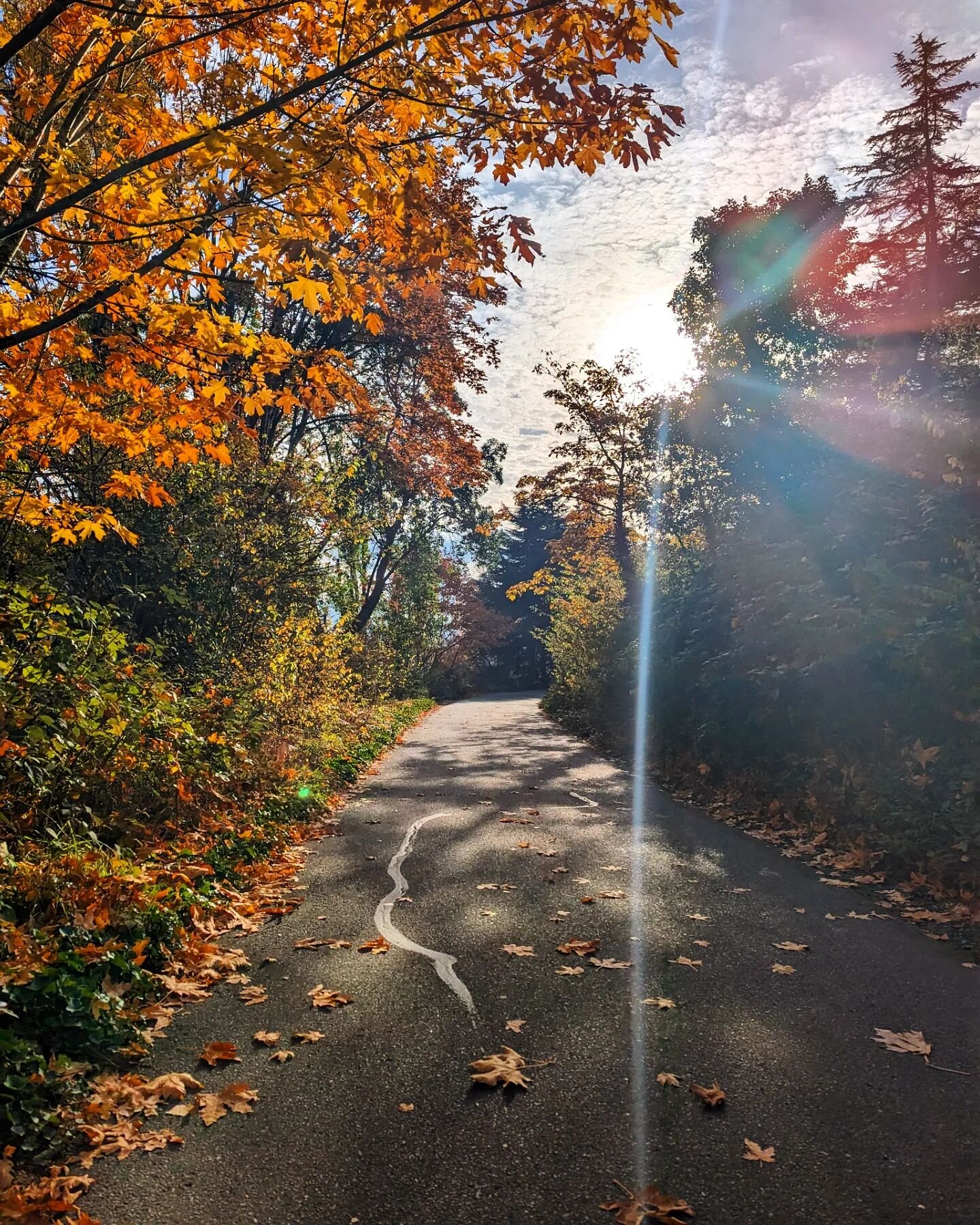 Fall showing off today with lots of sun, enjoyed a long walk on the Burke Gilman after studio time this morning with some longtime faces I love to see