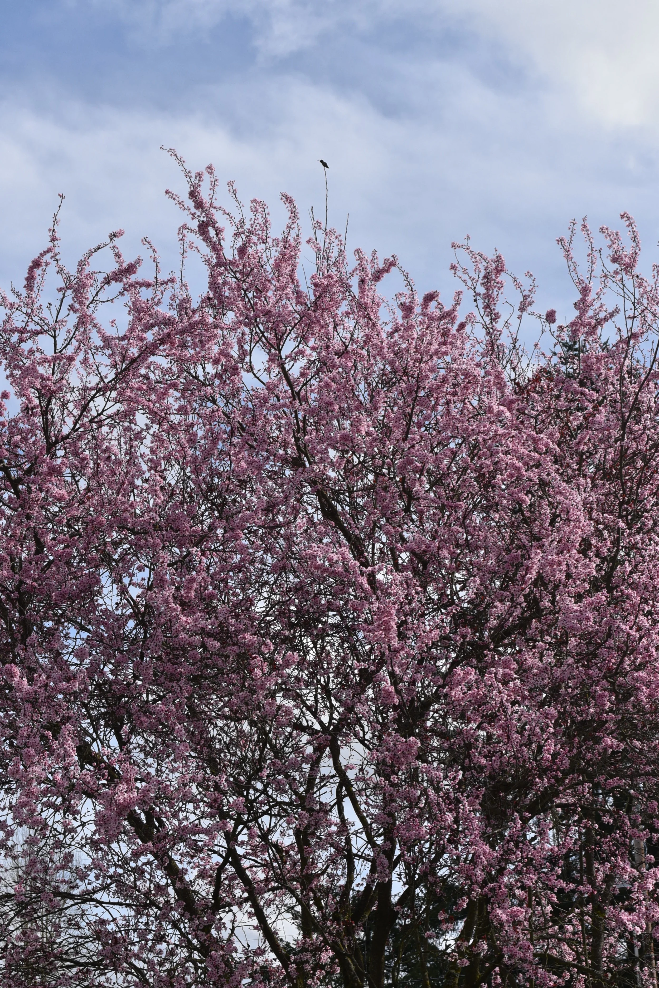 DSC_4897.JPG
