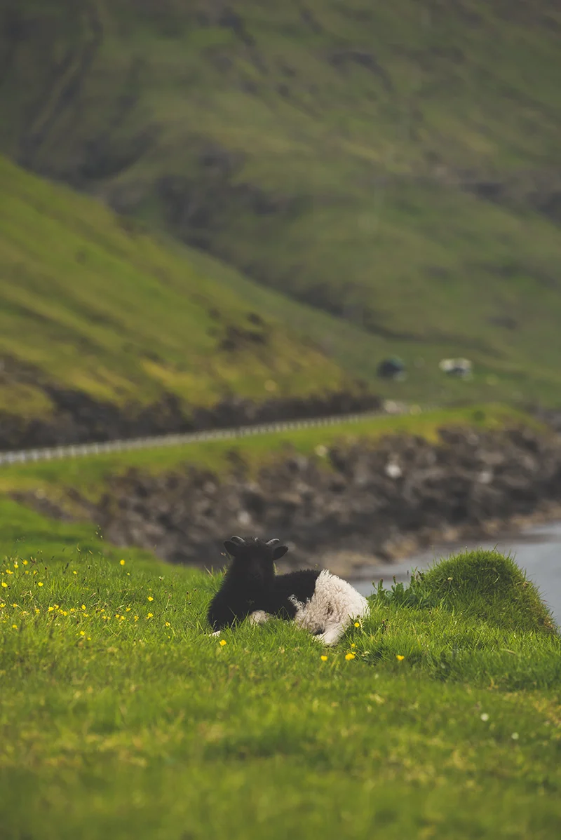 FaroeIslands_Day4_25-6-17_TAL-24.jpg