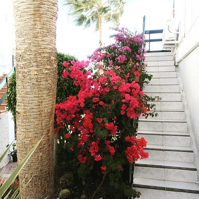 #traveleverywhere #islandgirl #canaryislands #bougainvillea #spain2017