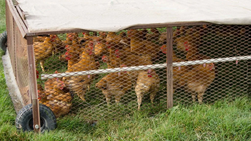 chickenpair1.jpg