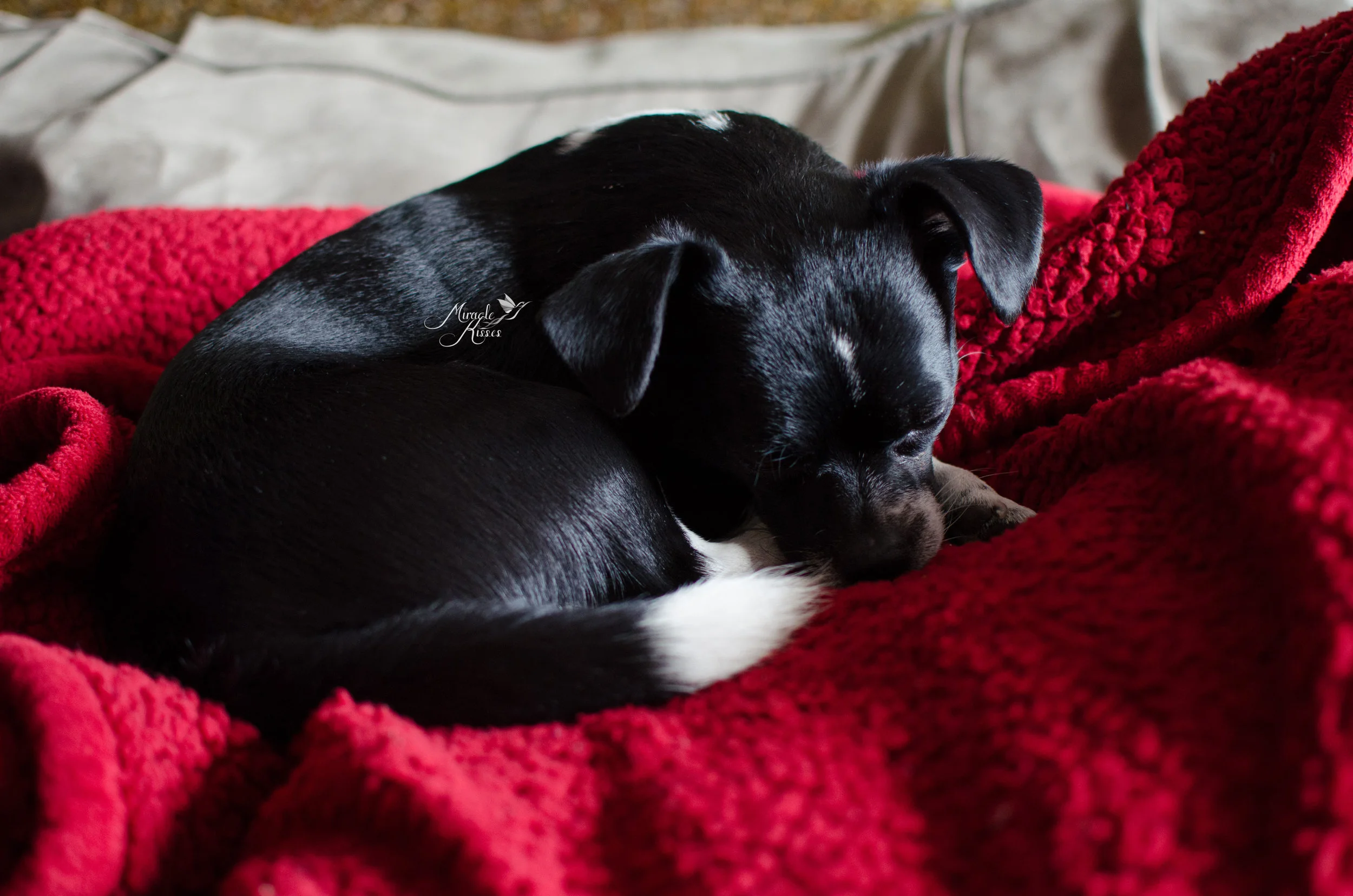 relax, happy dog, sleeping