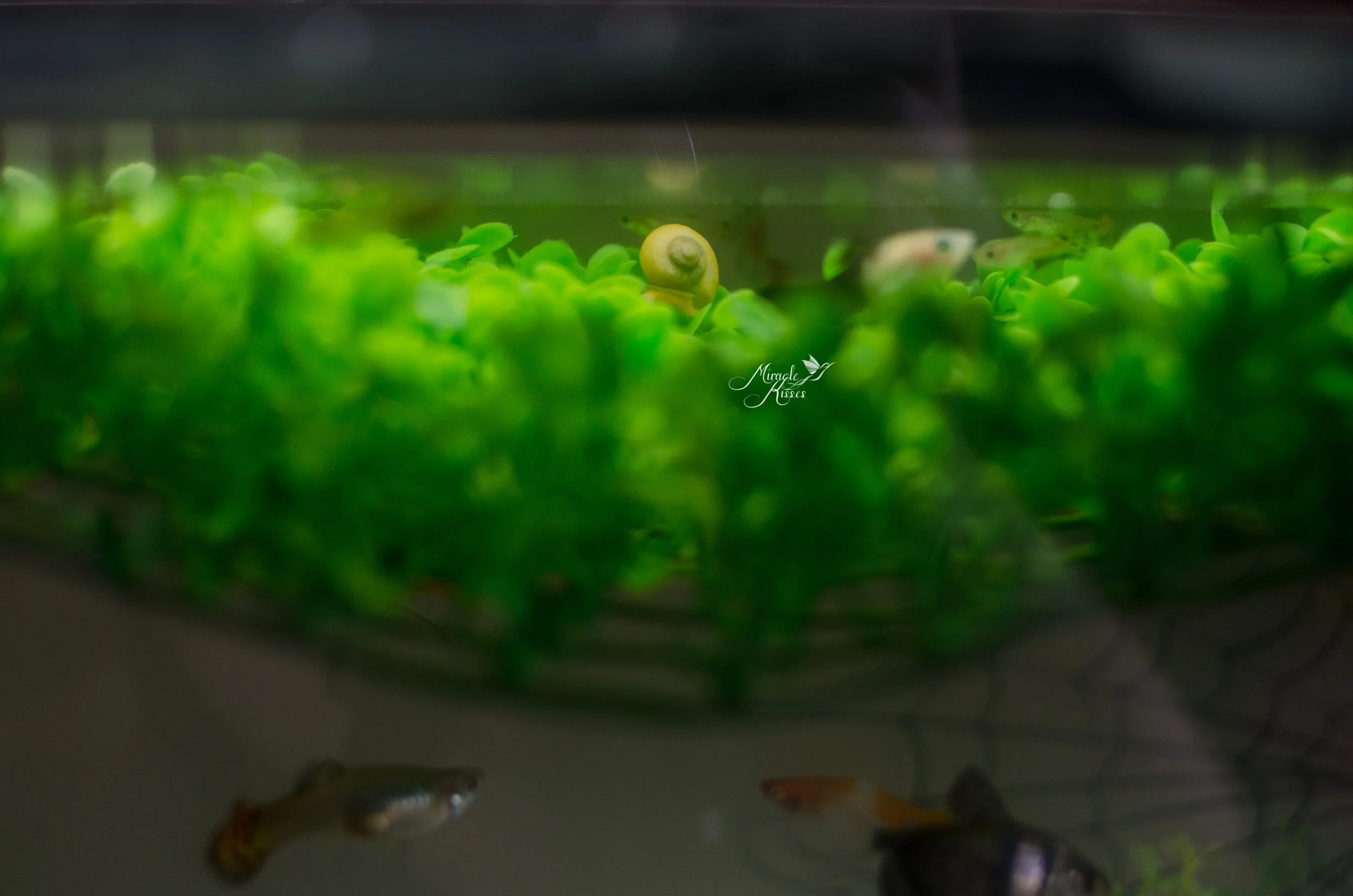 Curvy, plant, fish tank