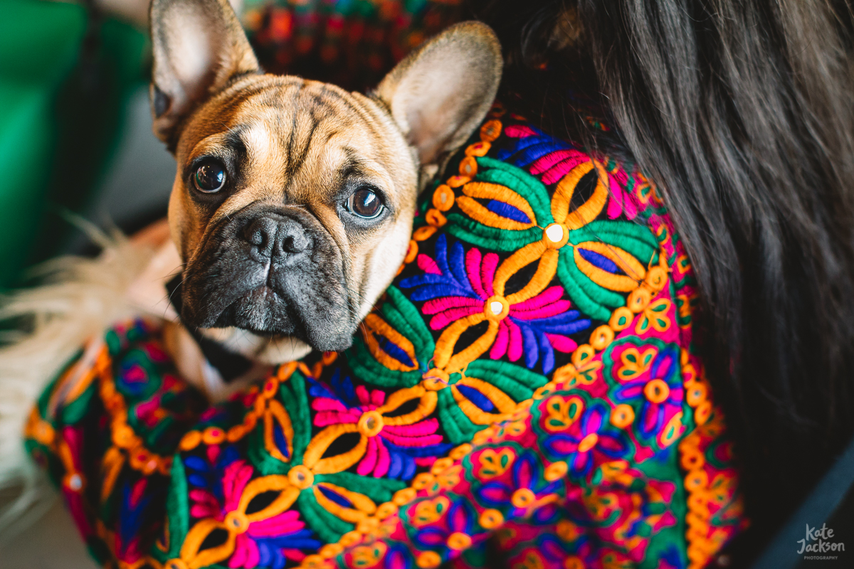 Dogs at Weddings - DIY Festival Wedding at Knockengorroch in Scotland | Kate Jackson Photography