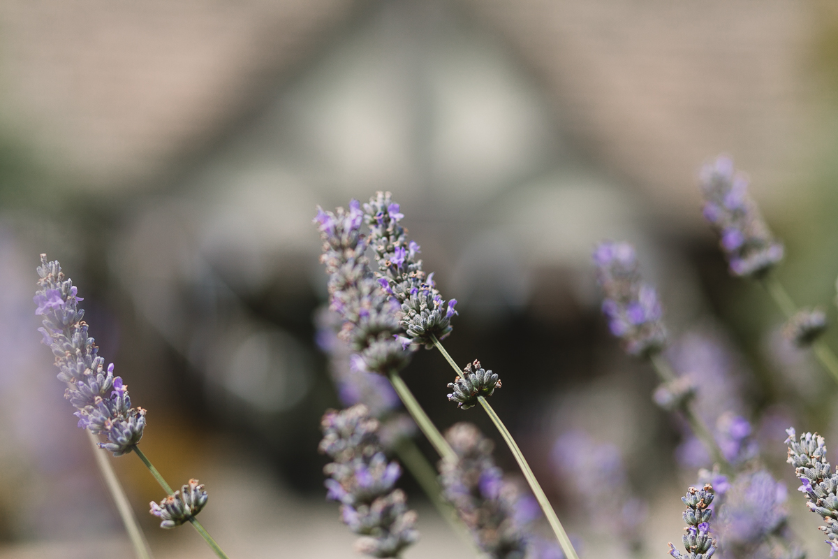 Lavender details at Hyde Barn Wedding Venue