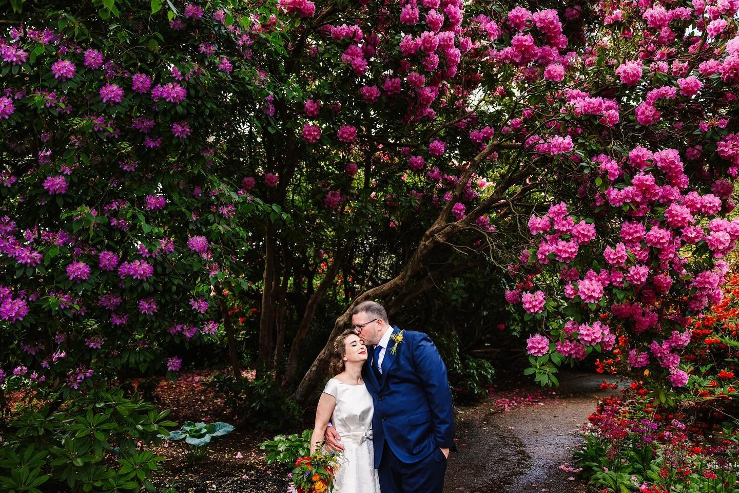 Rhododendron&rsquo;s are looking utterly spectacular at the moment, bet they are looking amazing @bhambotanicalgardens just like they did here at Janette and Matt&rsquo;s wedding where I got to combine my two loves. Weddings and plants! 🌿🪷
⠀⠀⠀⠀⠀⠀⠀⠀