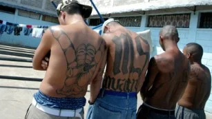 Is MS-13 a Foreign Terrorist Organization? By Jeremy Berkowitz 