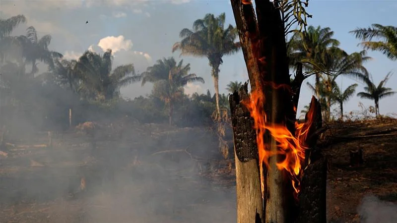The Amazon is Burning: 4 Essential Reads on Brazil’s Vanishing Rainforest By Catesby Holmes