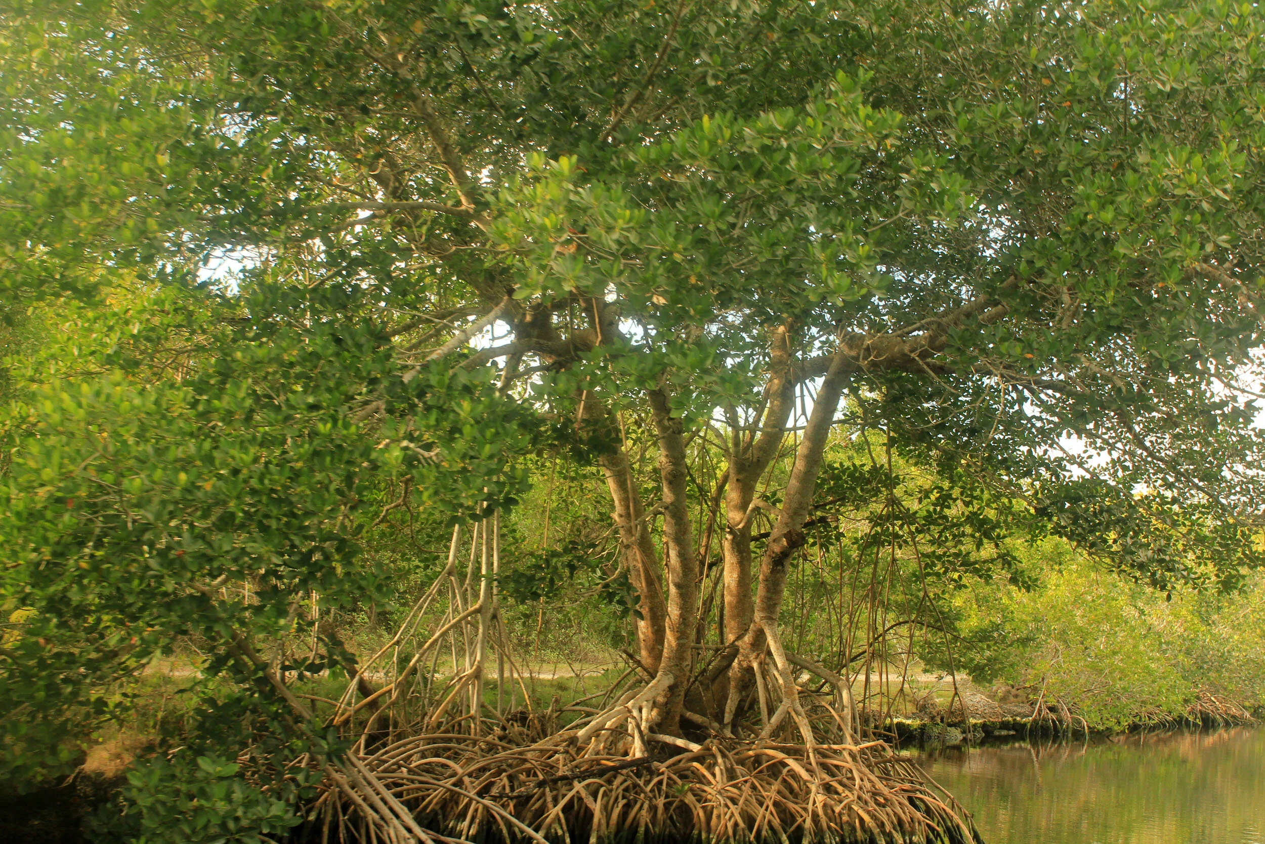 Protecting mangroves can prevent billions of dollars in global flooding damage every year By Michael Beck and Pelayo Menéndez