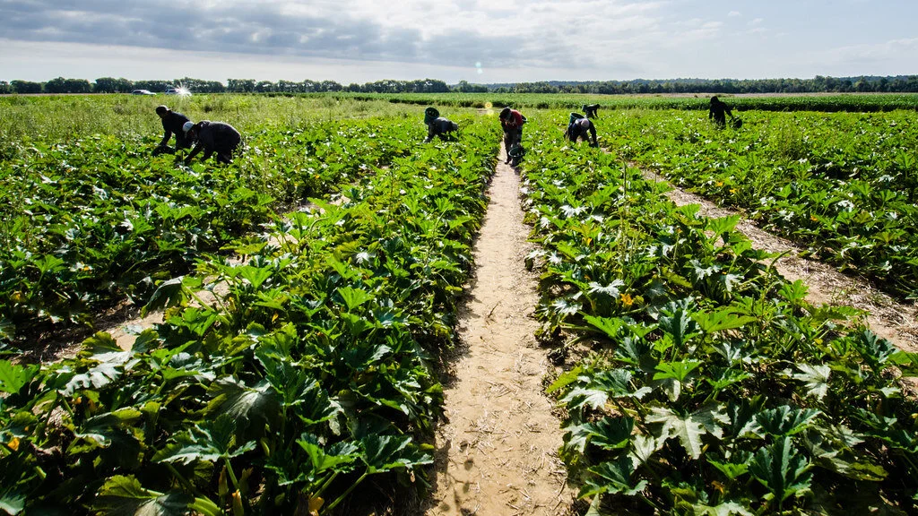 How coronavirus threatens the seasonal farmworkers at the heart of the American food supply By Michael Haedicke