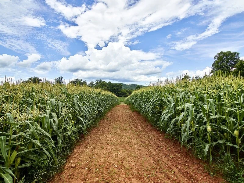 US agriculture needs a 21st-Century New Deal By Maywa Montenegro, Annie Shattuck, & Joshua Sbicca