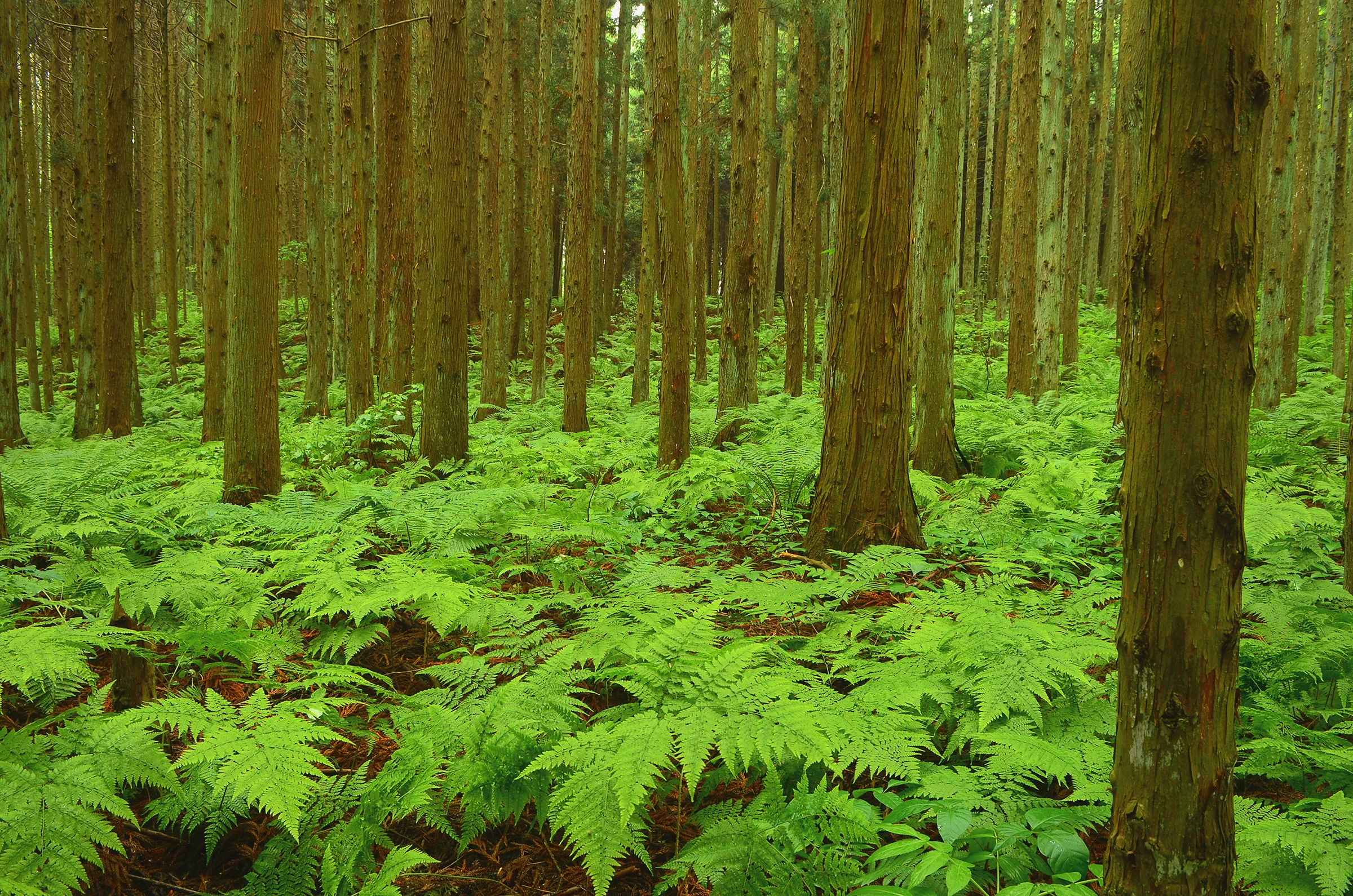 DSC_0047 copy copy.jpg