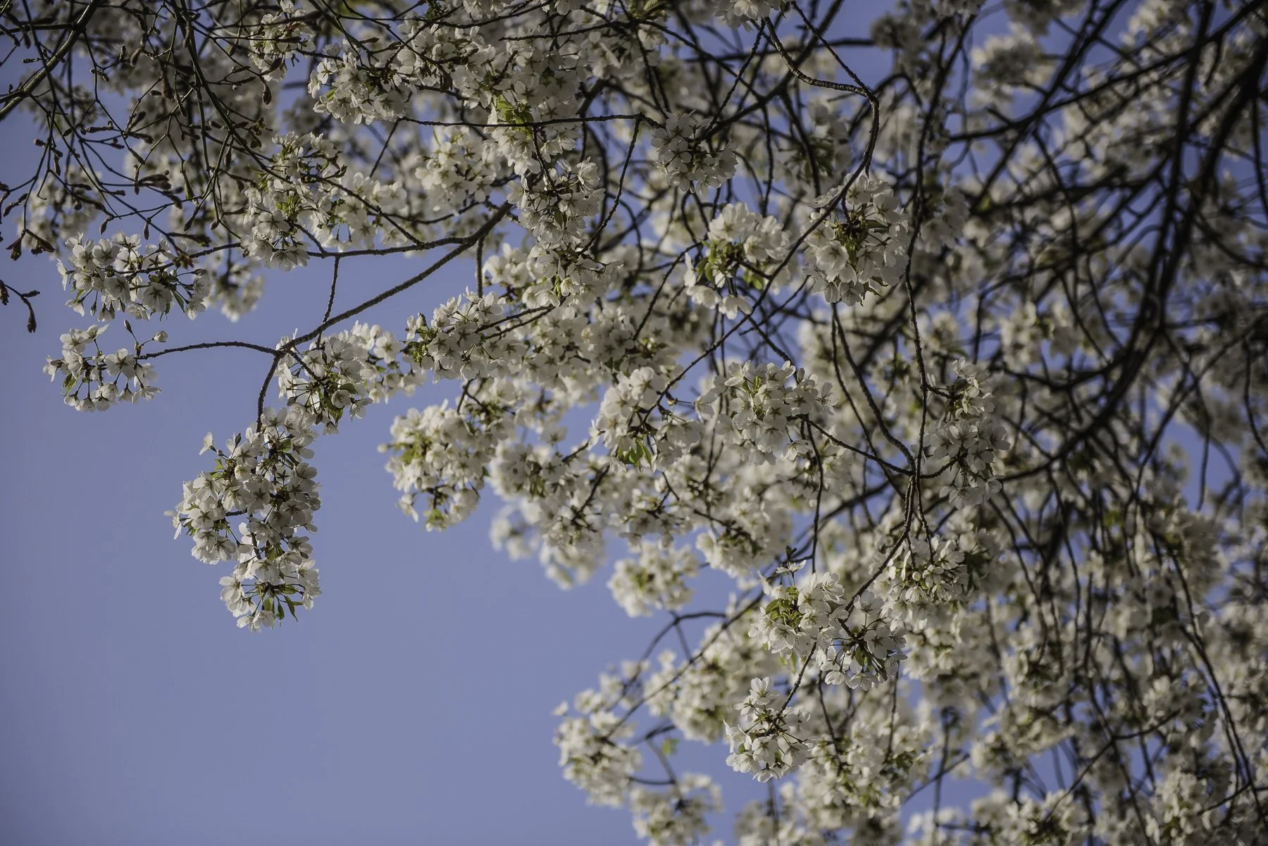 Cherry blossom tree branches with white flowers against a blue sky.