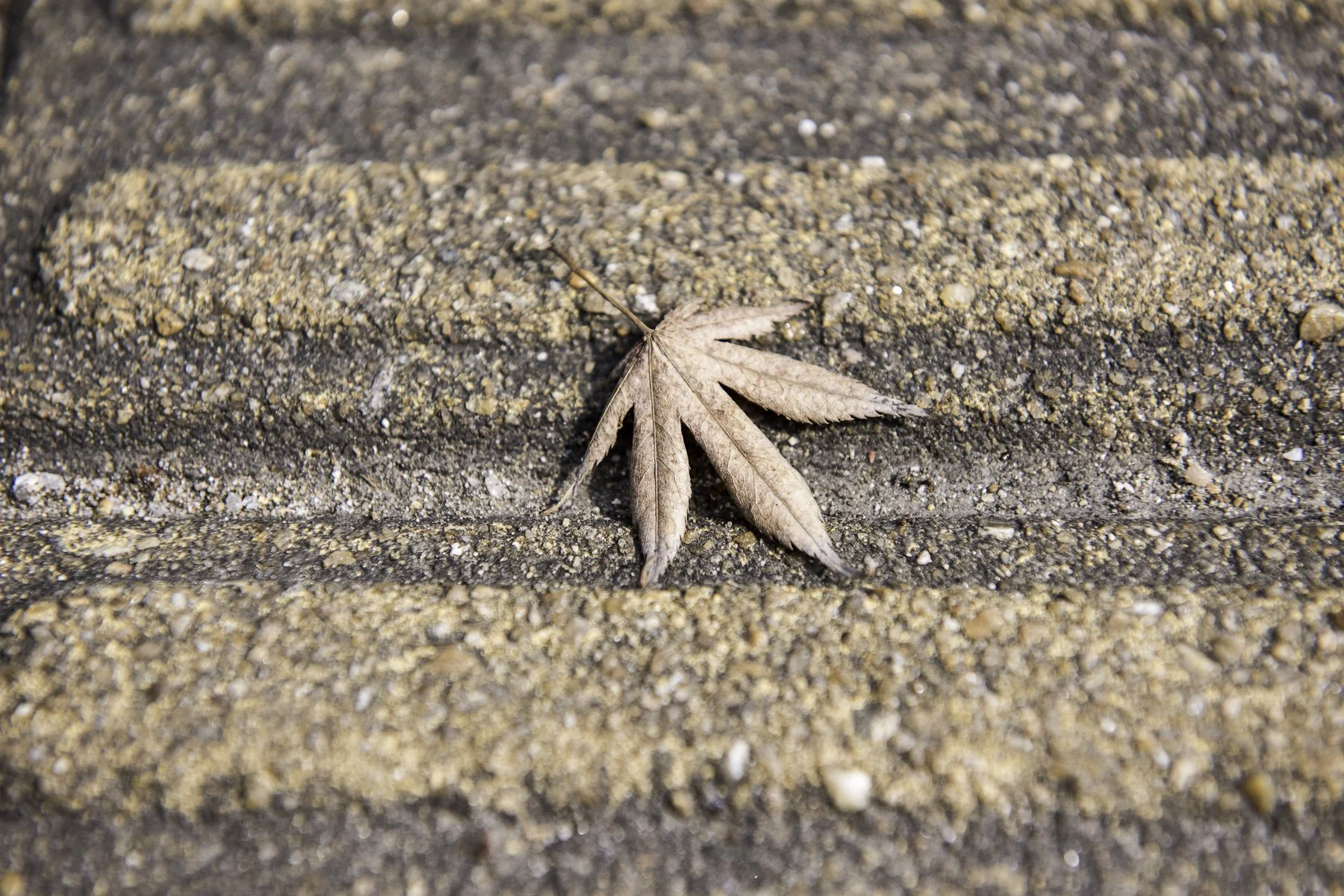 A dry, fallen brown leaf lies on a grainy, textured brick sidewalk.