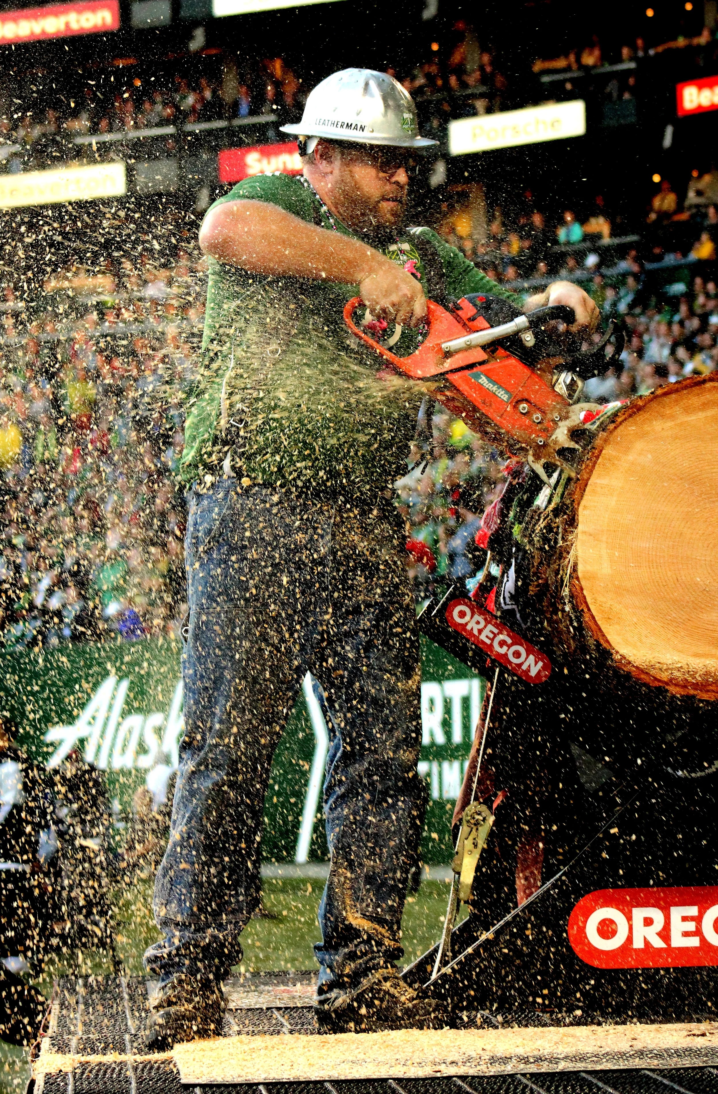 Timber joey.jpg
