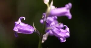 Sensoria 'Carpet of Blue' 