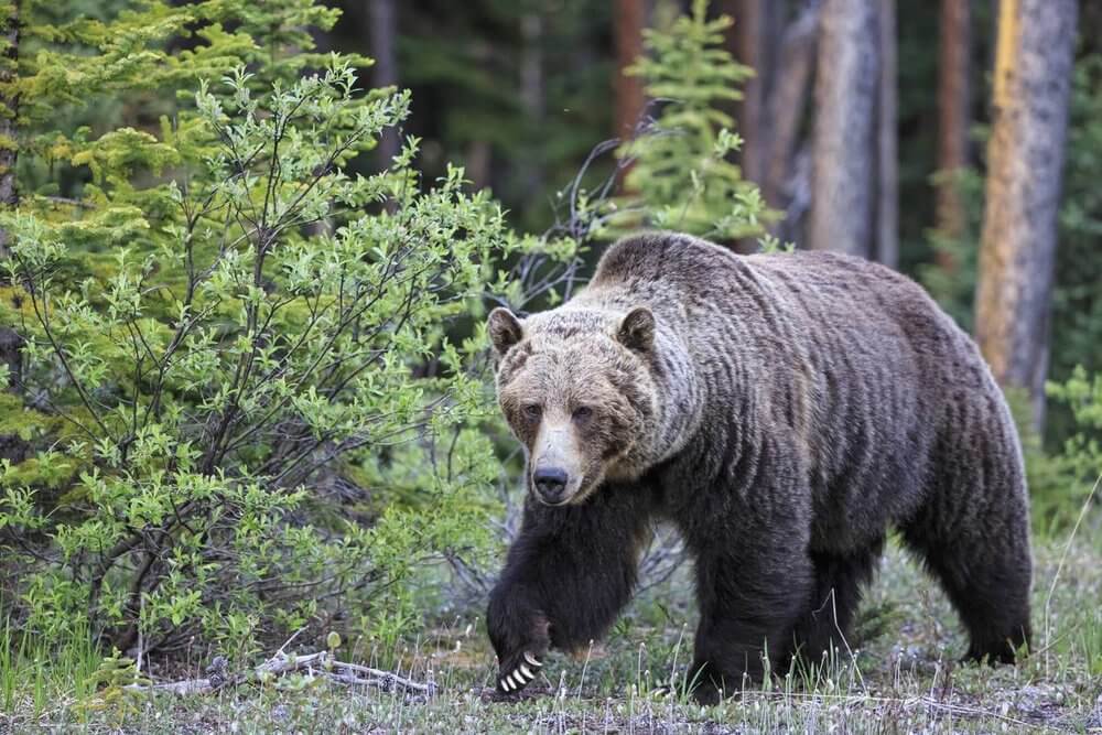 Tourism_2BCanmore_2BKananaskis_2B-_2BWildlife-8.jpg