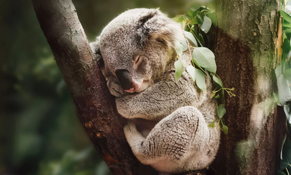 $15,000 raised to support Australia Bush Fire Relief