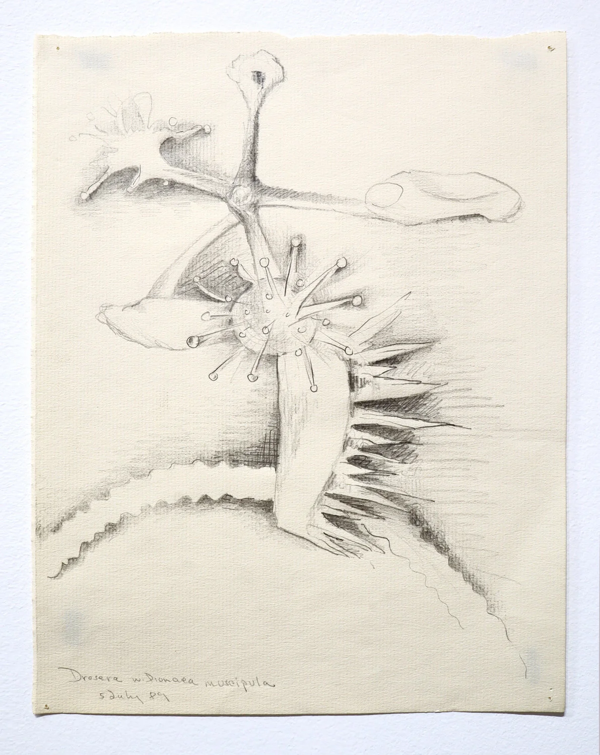 “Drosera dionaea muscipula”, 1989 