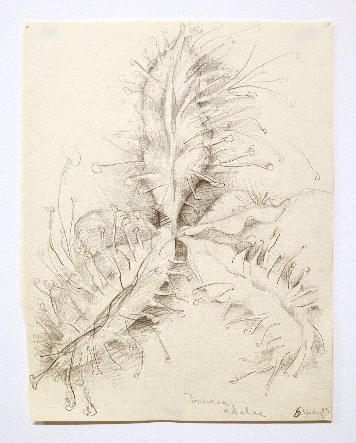 "Drosera Adelae", 1989