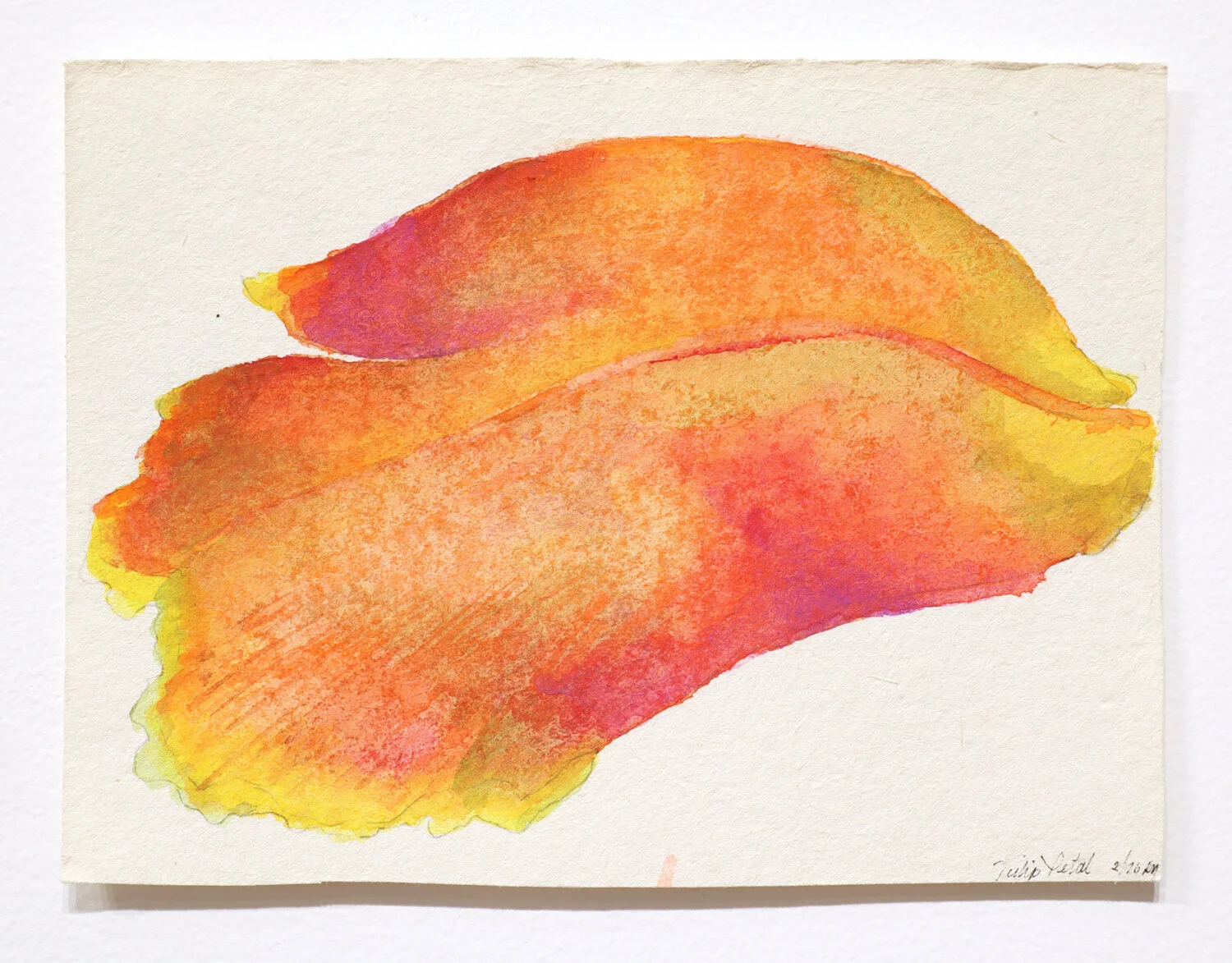 “Tulip Petal 1”, 1976 