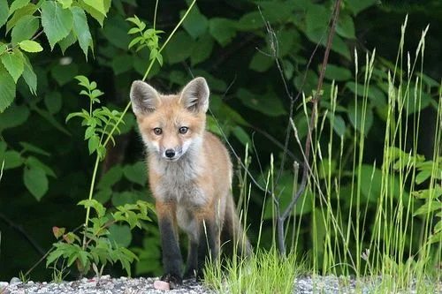 Foxes have holes. Birds have nests. But the Son of Man has no pillow.